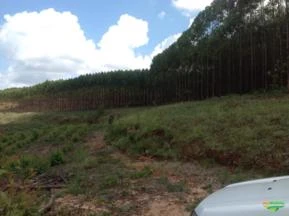 Fazenda de Eucalipto em MG (Triângulo Mineiro)