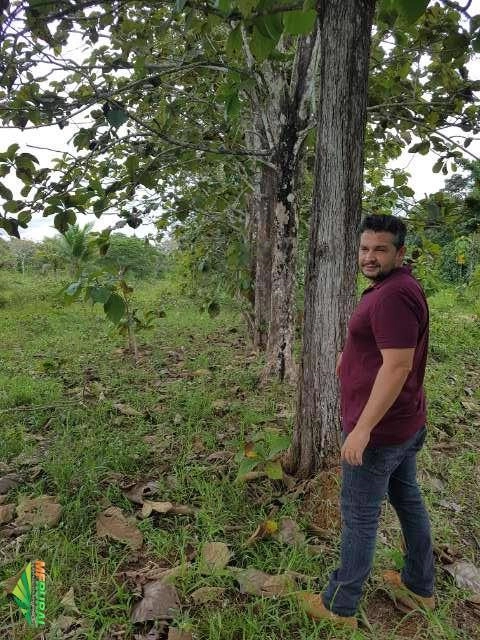 TECA EM TORA Imagem TECA EM TORA