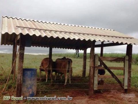 Sitio próximo Araçatuba SP.