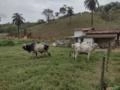 Tabapuã Imagem Tabapuã