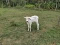 Tabapuã Imagem Tabapuã