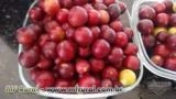 Camu camu frutas Imagem Camu camu frutas