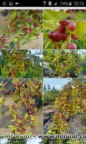 Camu camu frutas Imagem Camu camu frutas