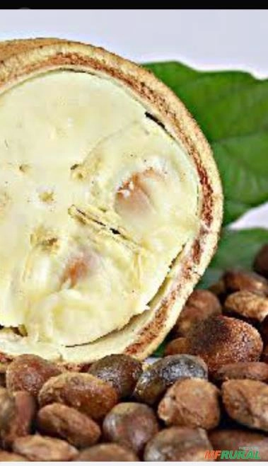 Sementes de Cupuaçu Imagem Sementes de Cupuaçu