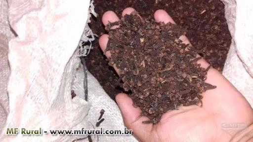 Cravo da india Imagem Cravo da india