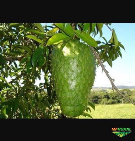 Graviola (fruta ou polpa) Imagem Graviola (fruta ou polpa)