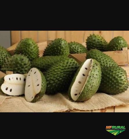 Imagem Graviola (fruta ou polpa) Imagem Graviola (fruta ou polpa)