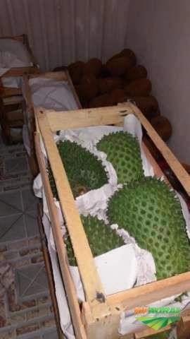 Imagem Graviola (fruta ou polpa) Imagem Graviola (fruta ou polpa)