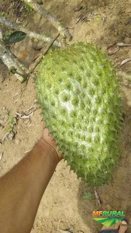 Imagem Graviola (fruta ou polpa) Imagem Graviola (fruta ou polpa)