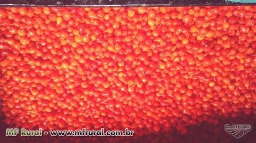 Imagem Pimenta biquinho Imagem Pimenta biquinho