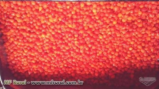 Imagem Pimenta biquinho Imagem Pimenta biquinho