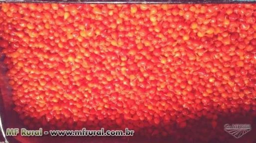 Imagem Pimenta biquinho Imagem Pimenta biquinho