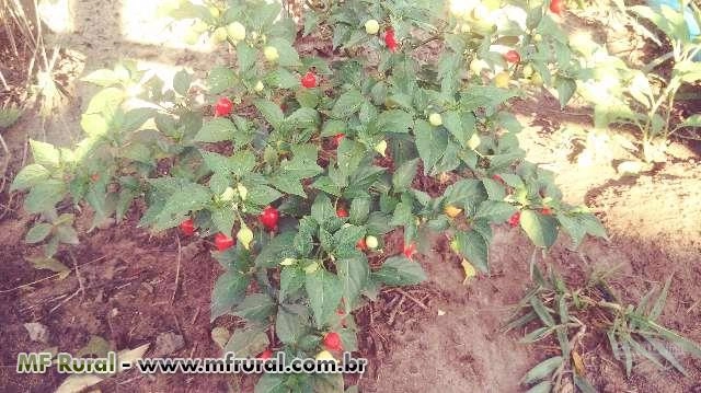 Pimenta biquinho Imagem Pimenta biquinho