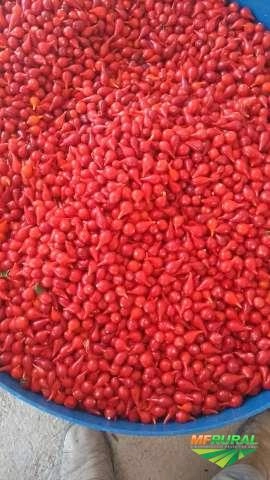 Imagem Pimenta biquinho Imagem Pimenta biquinho