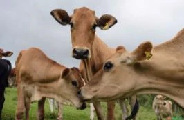 Vacas leiteiras Jersey mansas, lindas e produtivas