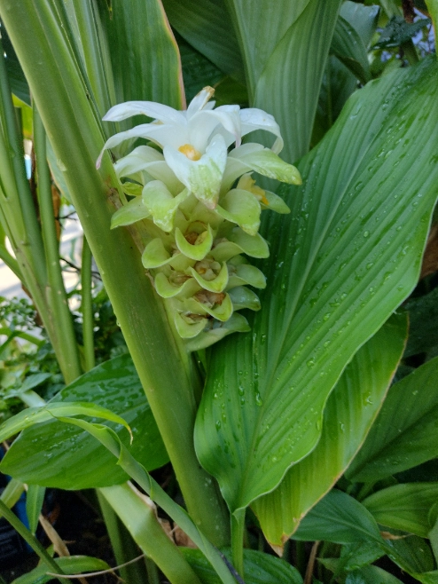 Açafrão da terra Imagem Açafrão da terra