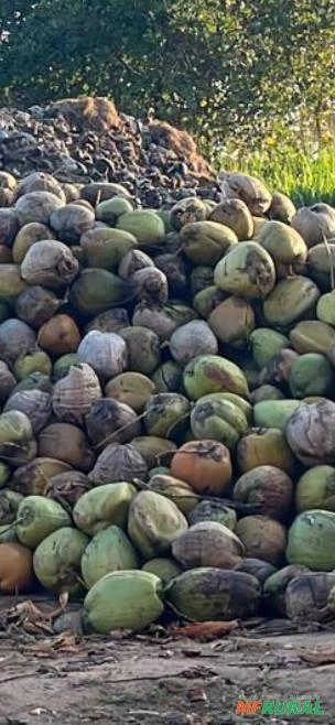 Distribuição de coco seco para todo o Brasil Imagem Distribuição de coco seco para todo o Brasil