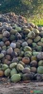 Distribuição de coco seco para todo o Brasil Imagem Distribuição de coco seco para todo o Brasil