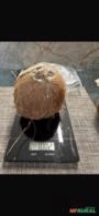 Distribuição de coco seco para todo o Brasil Imagem Distribuição de coco seco para todo o Brasil