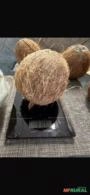Distribuição de coco seco para todo o Brasil Imagem Distribuição de coco seco para todo o Brasil