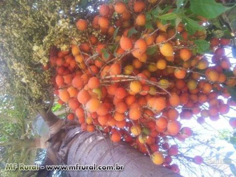 Sementes De Palmeira Rabo De Raposa (wodyetia Bifurcata)