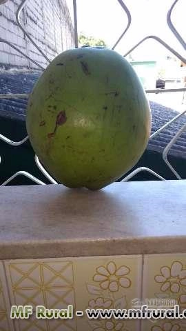 Imagem Coco atacado e varejo Imagem Coco atacado e varejo