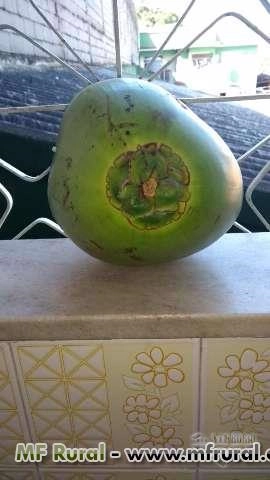 Imagem Coco atacado e varejo Imagem Coco atacado e varejo