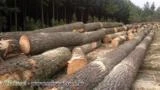 Busco Urgente compro Pinus Elliots e Eucalipto Grandis e Uro Grandis 100.000m³/mês