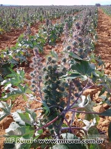 ADUBO ORGÂNICO TORTA DE MAMONA Imagem ADUBO ORGÂNICO TORTA DE MAMONA