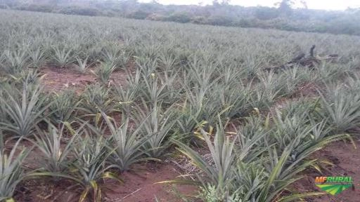 Mudas de abacaxi pérola Imagem Mudas de abacaxi pérola