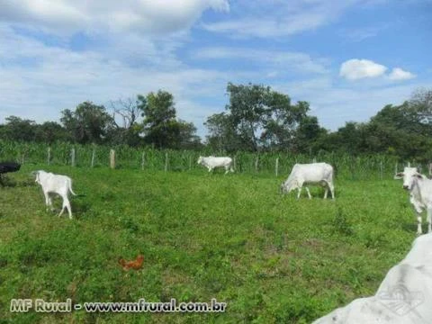 Sitio pronto para morar e com poço artesiano e energia.