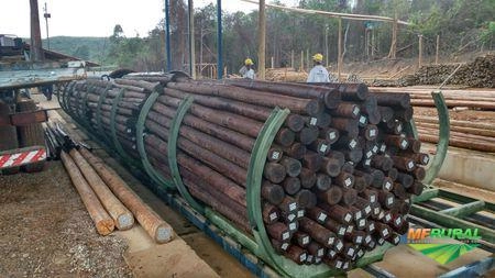 MADEIRA TRATADA EUCALIPTO TRATADO MADEIRA PARA CERCAS MOURÕES BITOLAS DE EUCALIPTOS Imagem MADEIRA TRATADA EUCALIPTO TRATADO MADEIRA PARA CERCAS MOURÕES BITOLAS DE EUCALIPTOS
