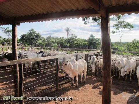 Vendo ecxelente fazenda em Tocantins, á 30 km da divisa da Bahia e à 100 km de Luis Eduardo Magalães