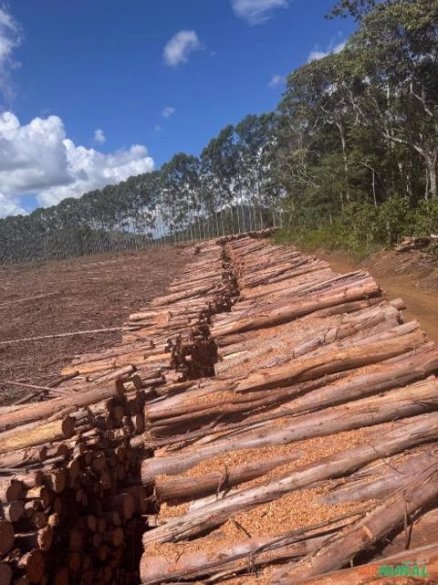 Prestação de serviço florestal : Feller, skidder, garra traçadora Imagem Prestação de serviço florestal : Feller, skidder, garra traçadora