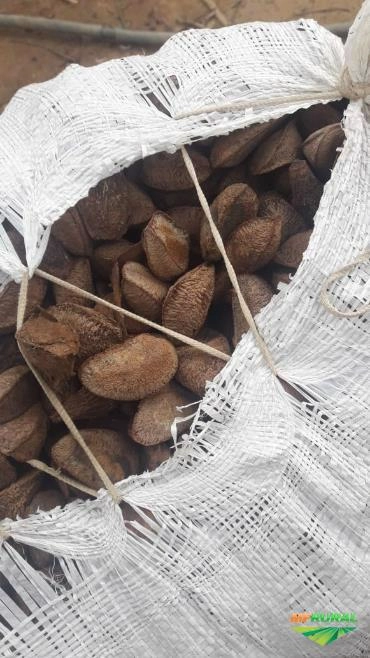 Compro e Vendo castanha do pará Imagem Compro e Vendo castanha do pará