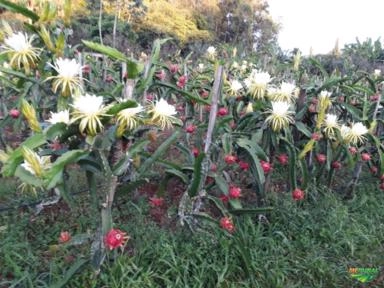 Pitaya Imagem Pitaya