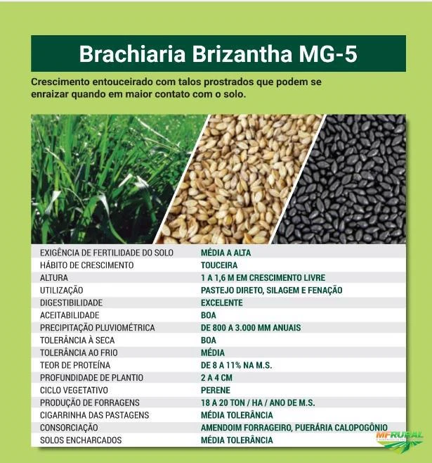 Semente Brachiaria Brizantha MG-5