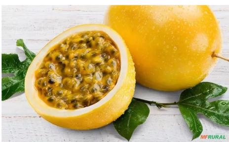 Polpa de Maracujá Integral Congelada Imagem Polpa de Maracujá Integral Congelada