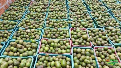 Imagem PEQUI Imagem PEQUI