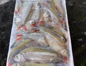 Vende-se Lambari limpo pescado em rio