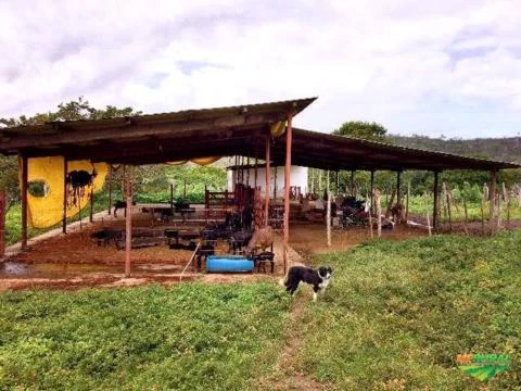 Vende-se ou arrenda-se fazenda de 750 tarefas em Itaporanga D