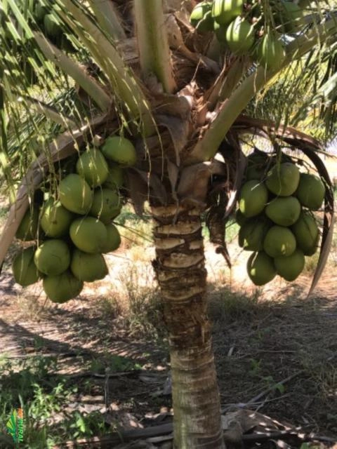 CÔCO VERDE DA BAHIA Imagem CÔCO VERDE DA BAHIA