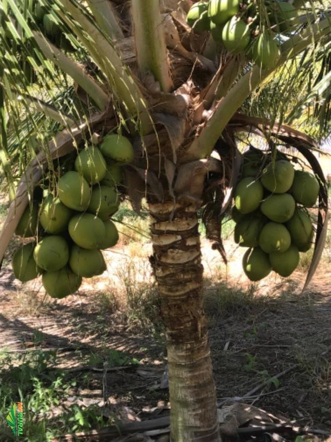 CÔCO VERDE DA BAHIA Imagem CÔCO VERDE DA BAHIA