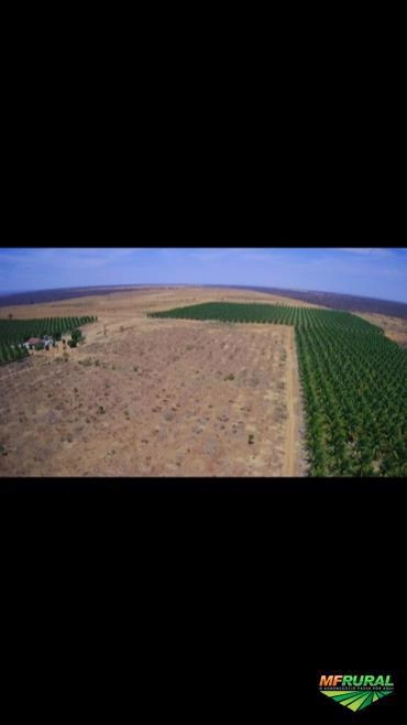 Imagem CÔCO VERDE DA BAHIA Imagem CÔCO VERDE DA BAHIA