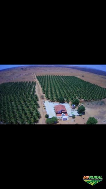 Imagem CÔCO VERDE DA BAHIA Imagem CÔCO VERDE DA BAHIA