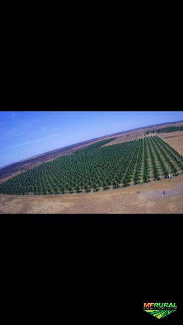 Imagem CÔCO VERDE DA BAHIA Imagem CÔCO VERDE DA BAHIA