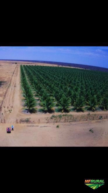 Imagem CÔCO VERDE DA BAHIA Imagem CÔCO VERDE DA BAHIA