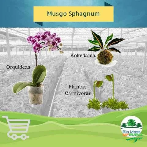 Musgo Esfagno (Sphagnum Moss)