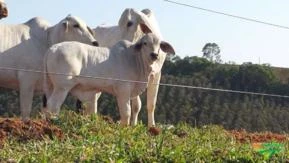 TABAPUÃ - ANIMAIS DA MAIS ALTA QUALIDADE GENÉTICA