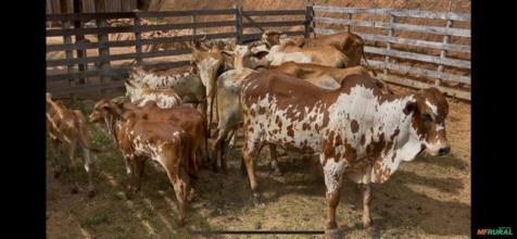 Novilhas Nelore Pintado Vermelho Novilhas Nelore Pintado Vermelho